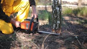 Best Tree Maintenance Programs  in Totowa, NJ